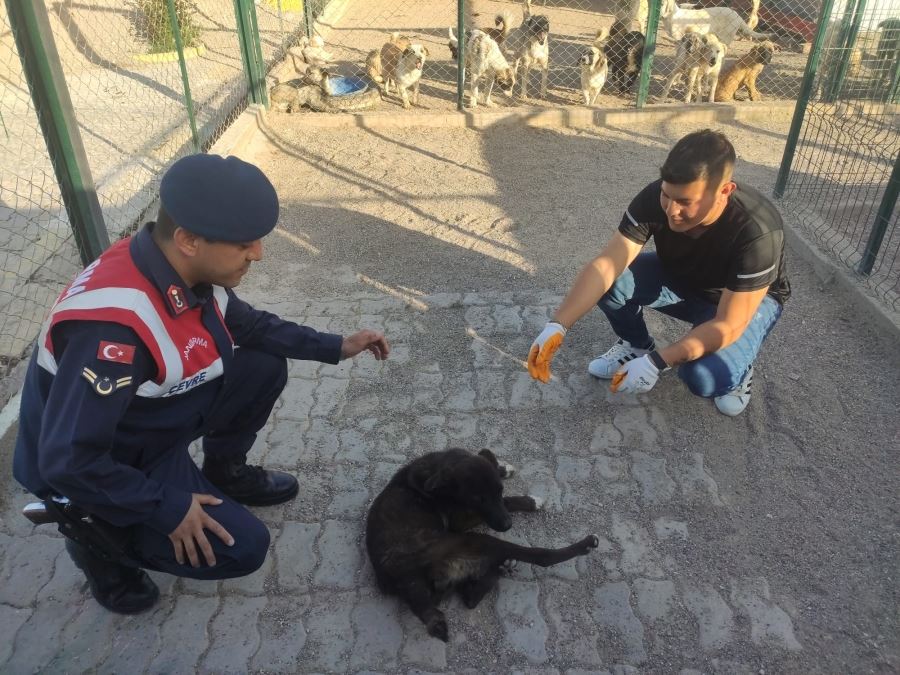 HASTA KÖPEĞE JANDARMA ŞEFKATİ